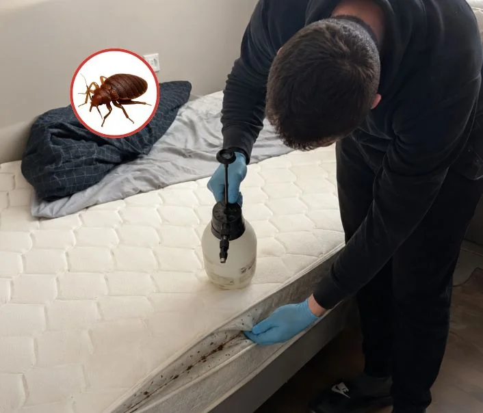 Technicien traitant un matelas contre les punaises de lit à Servon